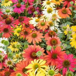 Echinacea spirit Ехинацея спирит микс