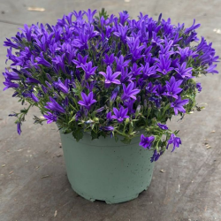 Campanula portenschlagiana Catharina Кампанула Катерина
