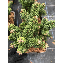 Abies koreana Briljant Корейска ела Брилянт