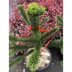 Araucaria araucana Араукария Чилийска