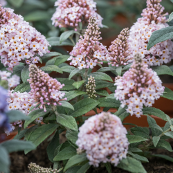 Buddleja davidii Little Rockstars Pink Будлея Малки розови рок звезди
