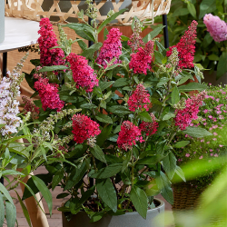 Buddleja davidii Little Rockstars Red Будлея Малки червени рок звезди