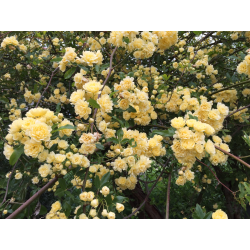 Rosa banksiae Lutea Роза катерлива Банксия жълта