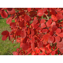 Cotinus coggygria flamissimoco Котинус пламтящ