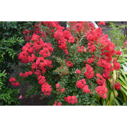Lagerstroemia Petit Red Лагерстремия Малка червена