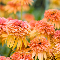 Echinacea purp. Marmalade Ехинацея Мармалад