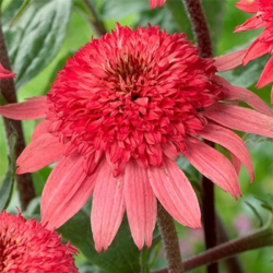 Echinacea Raspberry Truffle Ехинацея Малинов трюфел