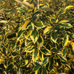 Elaeagnus ebbingei Gilt edge Елеагнус Позлатен ръб