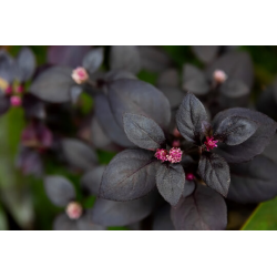 Alternanthera Purple Prince Алтернантера Пурпурен принц