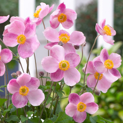 Anemone Princess Pink Анемоне Розова принцеса
