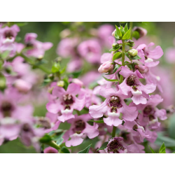  Angelonia Serena Pink Ангелония розова