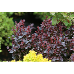 Berberis th. Concorde Берберис Конкорд
