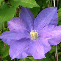 Clematis Lasurstern Клематис Лазурна звезда