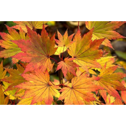 Acer shirasawanum Jordan Ацер Йордан