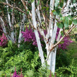 Betula utilis Doorenbos Хималайска бреза Дооренбос