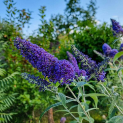 Buddleja dav. Empire Blue Будлея Синя империя