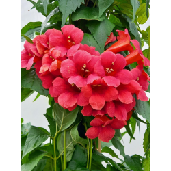 Campsis radicans 'FLAMENCO' Кампсис Фламенко