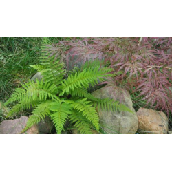 Dryopteris filix-mas Мъжка папрат
