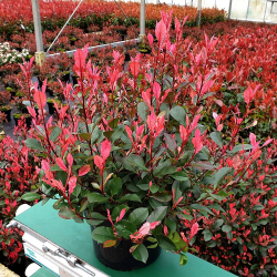 Photinia fr. Little Fenna Фотиния Малката Фена