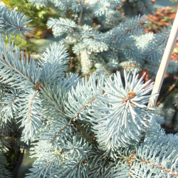 Picea pungens Hoopsii Пицея Хопси