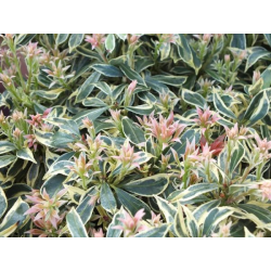 Pieris japonica Variegata Пиерис Вариегата