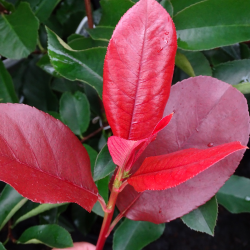 Photinia fr. Camilvy Фотиния Камилви
