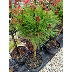 Pinus mugo ‘Bambino’ Пинус Бамбино-стебло