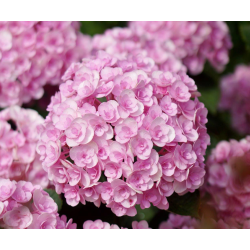 Hydrangea macrophylla Love Хидрангея Любов