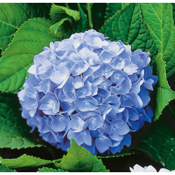 Hydrangea macrophylla Yola Хидрангея Йола