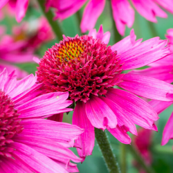 Echinacea Delicious Candy Ехинецея Изящен бонбон