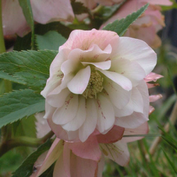 Helleborus Double Pink  Кукуряк Двойно розово