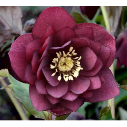 Helleborus Double Red Кукуряк Двойно червено