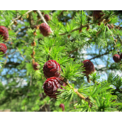Larix decidua Европейска лиственица