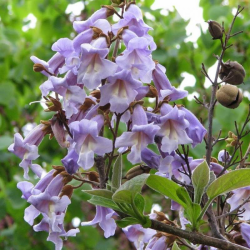 Paulownia tomentosa Пауловния Императорско дърво