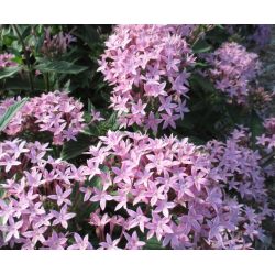Pentas Lucky Star Lavender Пентас Лавандулов
