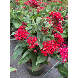 Pentas lanceolata Lucky Star Red Dark Пентас червен