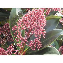 Skimmia japonica Rubella Скимия Рубела