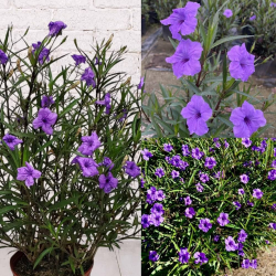 Ruellia simplex blue Руелия синя