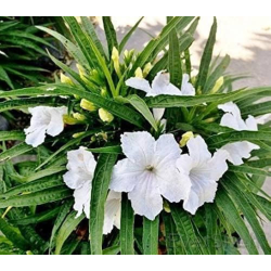 Ruellia simplex white Руелия бяла