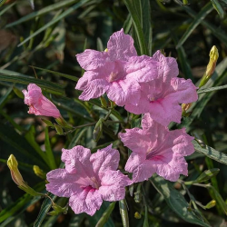 Ruellia simplex pink Руелия розова