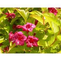 Weigela florida Olympiade Вайгела Олимпиада