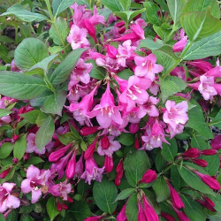 Weigela florida Minuet Вайгела Минует