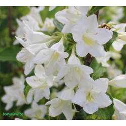 Weigela florida Candida Вайгела Кандида