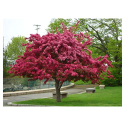 Malus Prairie fire Малус Прериен огън