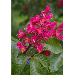Aesculus carnea Briotii Червен конски кестен