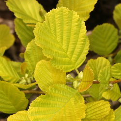 Alnus glutinosa Aurea Златиста елша