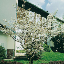 Amelanchier lamarckii Ламаркова амелахиера