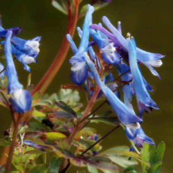 Corydalis cordifolia Blue Heron Коридалис Синя чапла