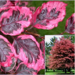 Fagus sylv. Tricolor Бук трицветен