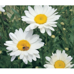 КАТ.№ 100687 Leucanthemum 'Becky'